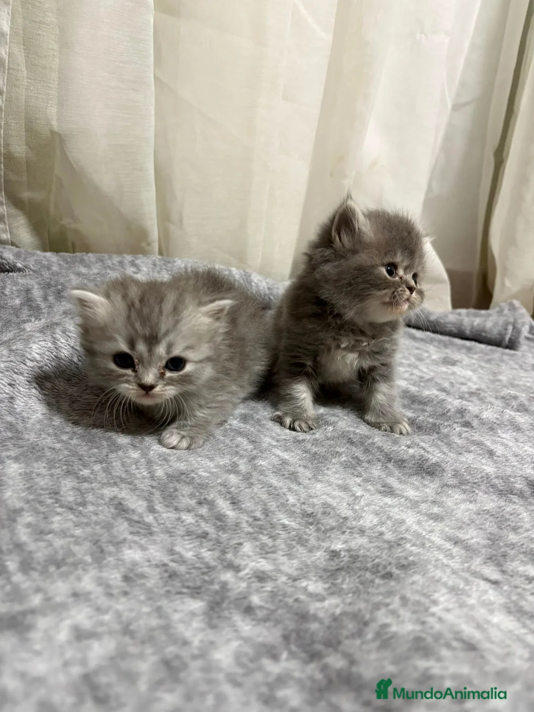 Persa gatos en venta: Gatos persas - Anuncio 6