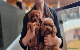 Caniche Toy perros en venta: Caniche toy - Imagen 6