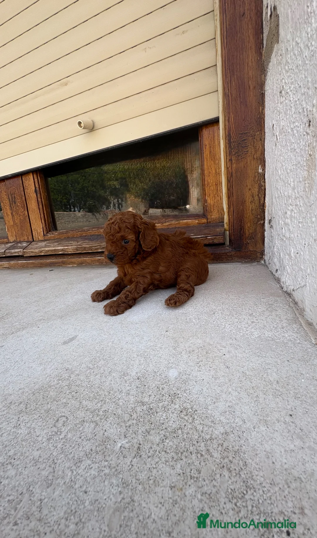 Caniche Toy perros en venta: Caniche Toy rojo - Anuncio 2