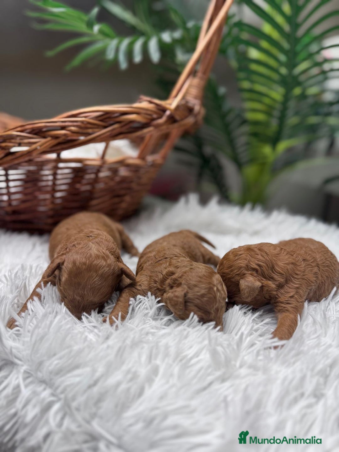 Caniche Toy perros en venta: CANICHE TOY MACHO - Anuncio 11