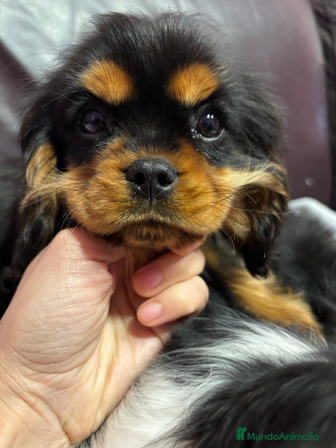 Cavalier King Charles Spaniel perros en venta: Cavalier macho negro fuego - Anuncio 2