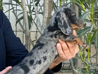 Teckel Miniatura perros Cachorros de Teckel miniatura - Anuncio 7