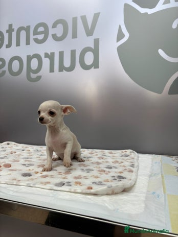 Chihuahua perros - Anuncio 1