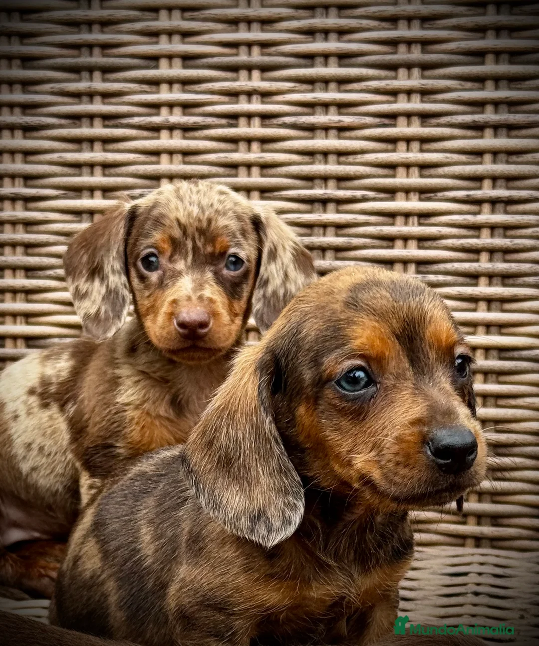 Teckel Miniatura perros en venta: Teckel mini - Anuncio 8