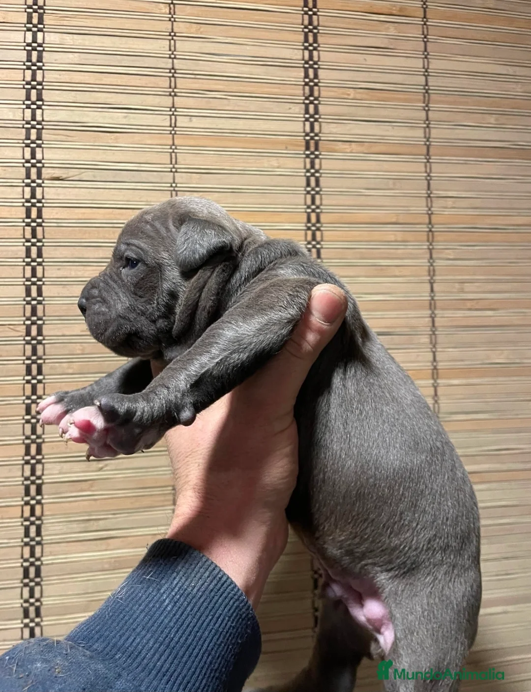 American Pit Bull Terrier perros en venta: Pit bull terrier blues y merles - Anuncio 4