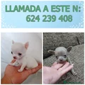 Chihuahua Cachorro 1