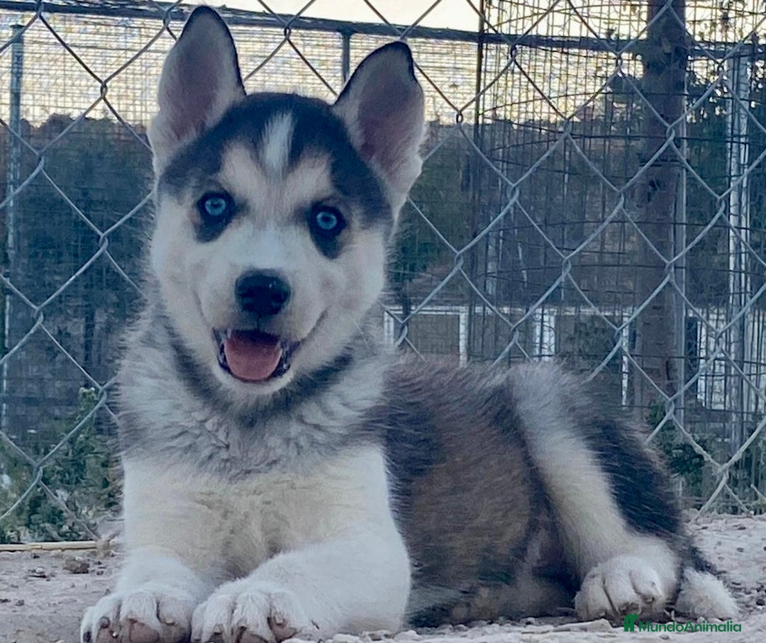 Husky Siberiano perros en venta: Husky Siberiano  - Imagen 4