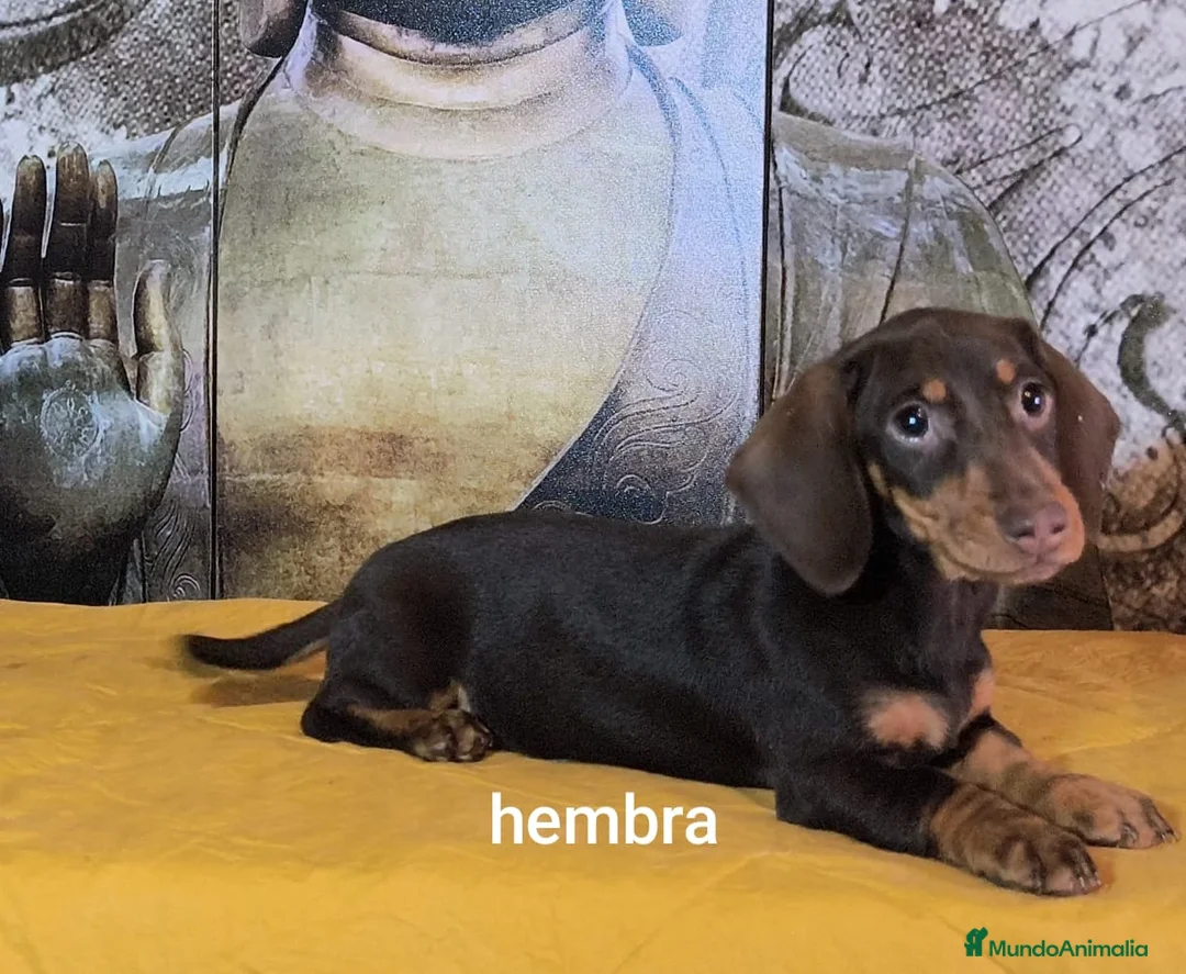 Teckel Miniatura perros en venta: Teckel hembra kanichen  - Anuncio 2