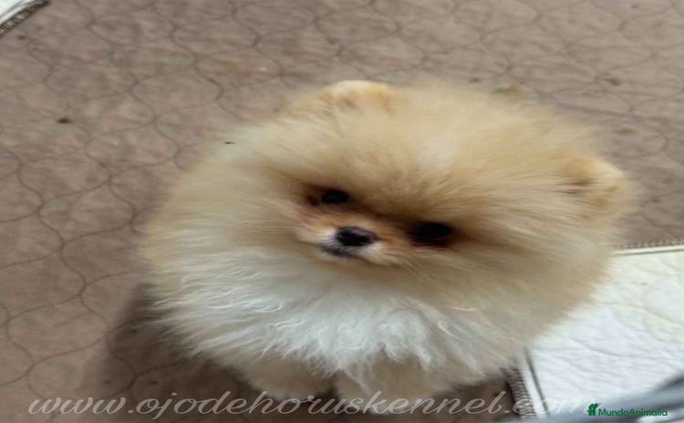 Pomerania perros - Anuncio 5