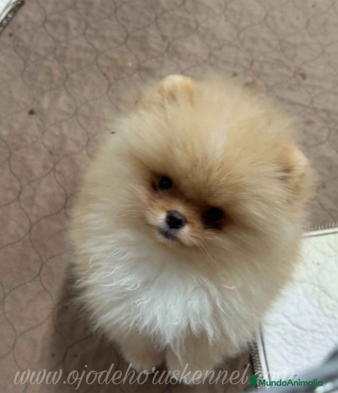 Pomerania perros en venta: Pomerania ositos exóticos 🩵🩵🩵 - Imagen 1