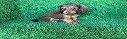 Teckel Miniatura perros en venta: teckel miniatura - Anuncio 12