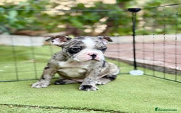 Bulldog Francés perros en venta: Bulldog francés machos  - Imagen 1