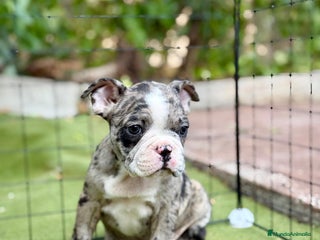 Bulldog Francés perros - Anuncio 35