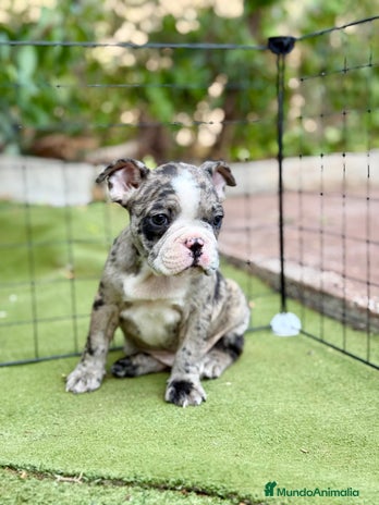 Bulldog Francés perros - Anuncio 6