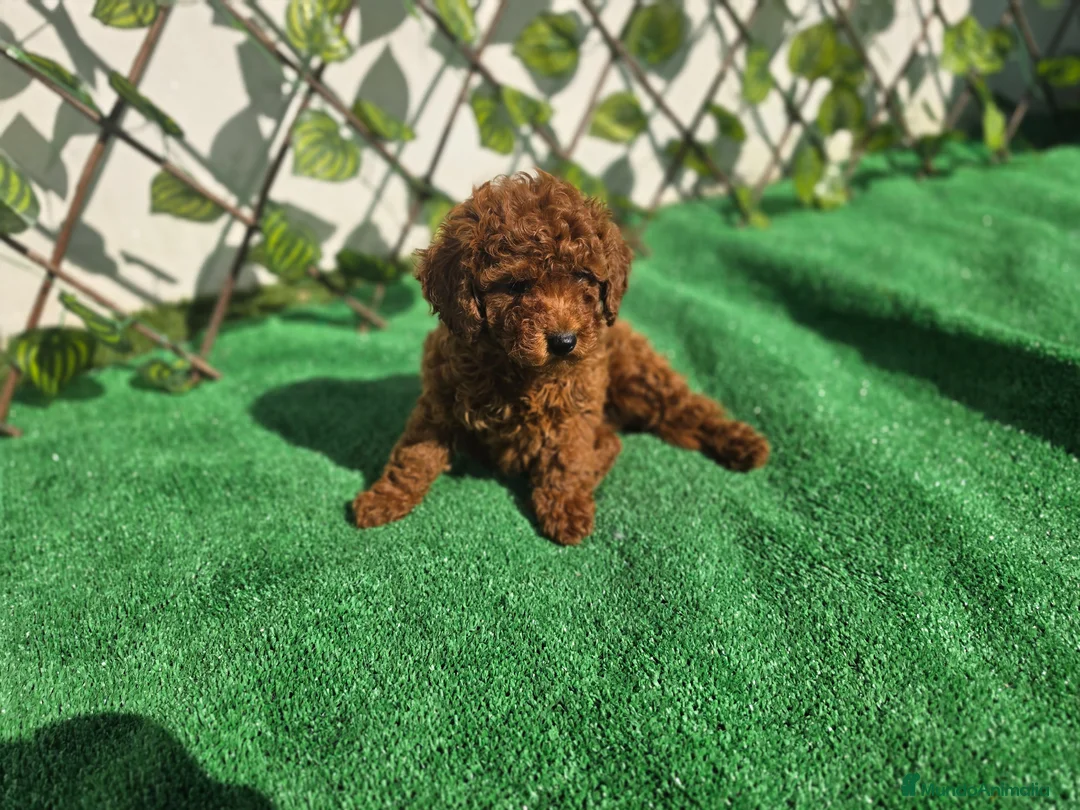 Caniche Toy perros en venta: CANICHE TOY - Anuncio 1