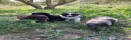 Otras razas perros en venta: AUSTRALIAN WATER DOG - Anuncio 14