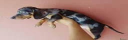 Teckel Miniatura perros en venta: Teckel miniatura - Anuncio 2
