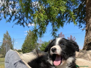 Border Collie perros CAMADA BORDER COLLIE - Anuncio 5
