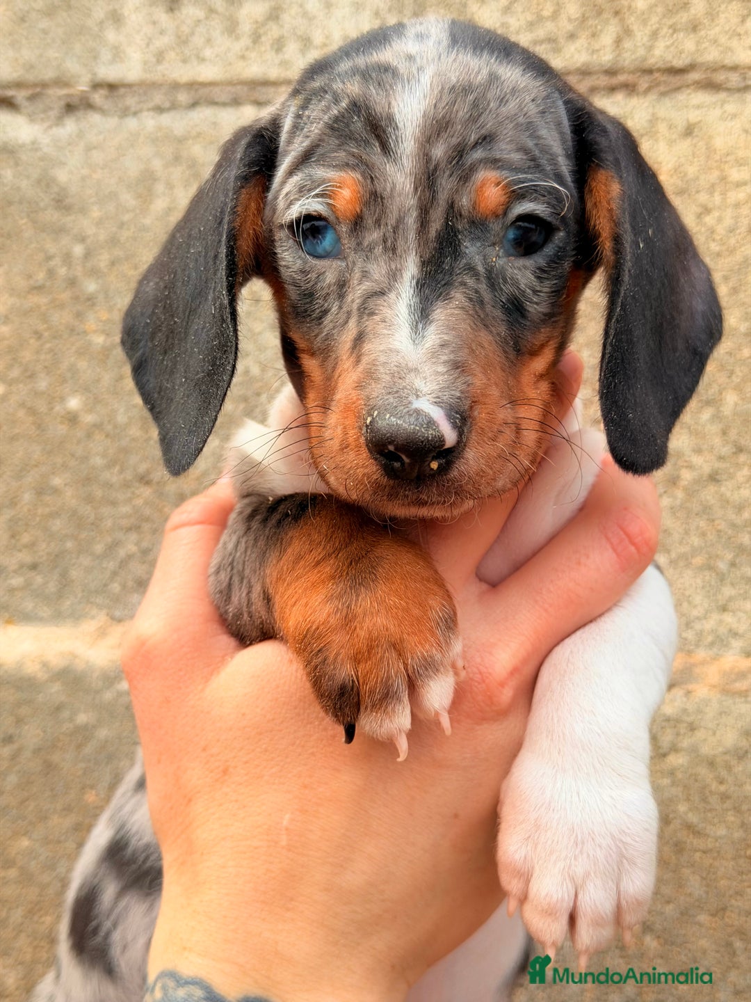 Teckel Miniatura perros en venta: Teckel Arlequin ojo azul  - Anuncio 1