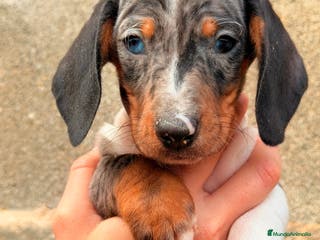 Teckel Miniatura perros Teckel Arlequin ojo azul - Anuncio 35