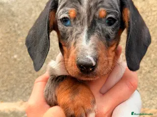 Teckel Miniatura perros Teckel Arlequin ojo azul - Anuncio 36