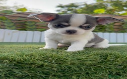 Chihuahua perros en venta: CHIHUAHUA MACHO DISPONIBLE - Imagen 7