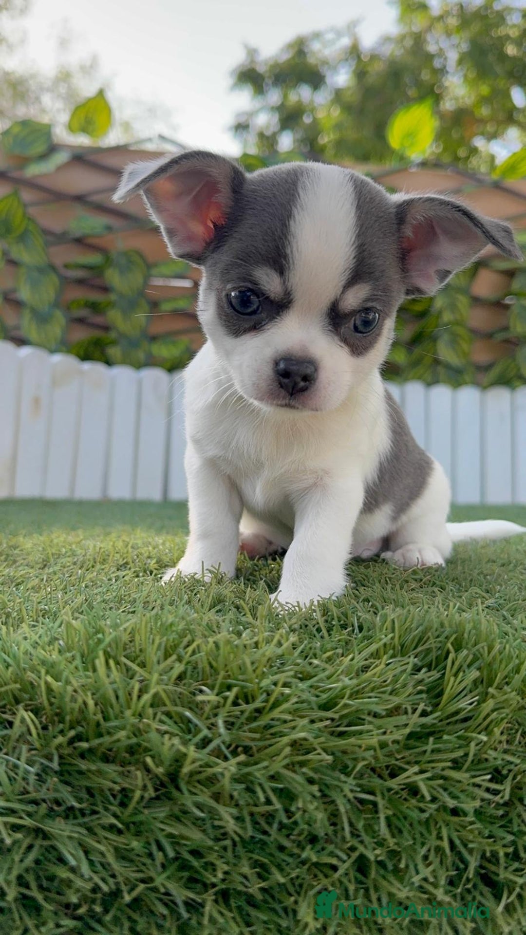 Chihuahua perros en venta: CHIHUAHUA MACHO DISPONIBLE - Imagen 7