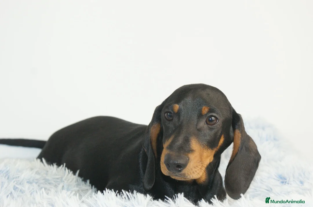 Teckel Miniatura perros en venta: CACHORRITOS DE TECKEL MINI N/F - Anuncio 2