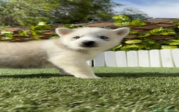 Husky Siberiano perros en venta: HUSKY - Imagen 10