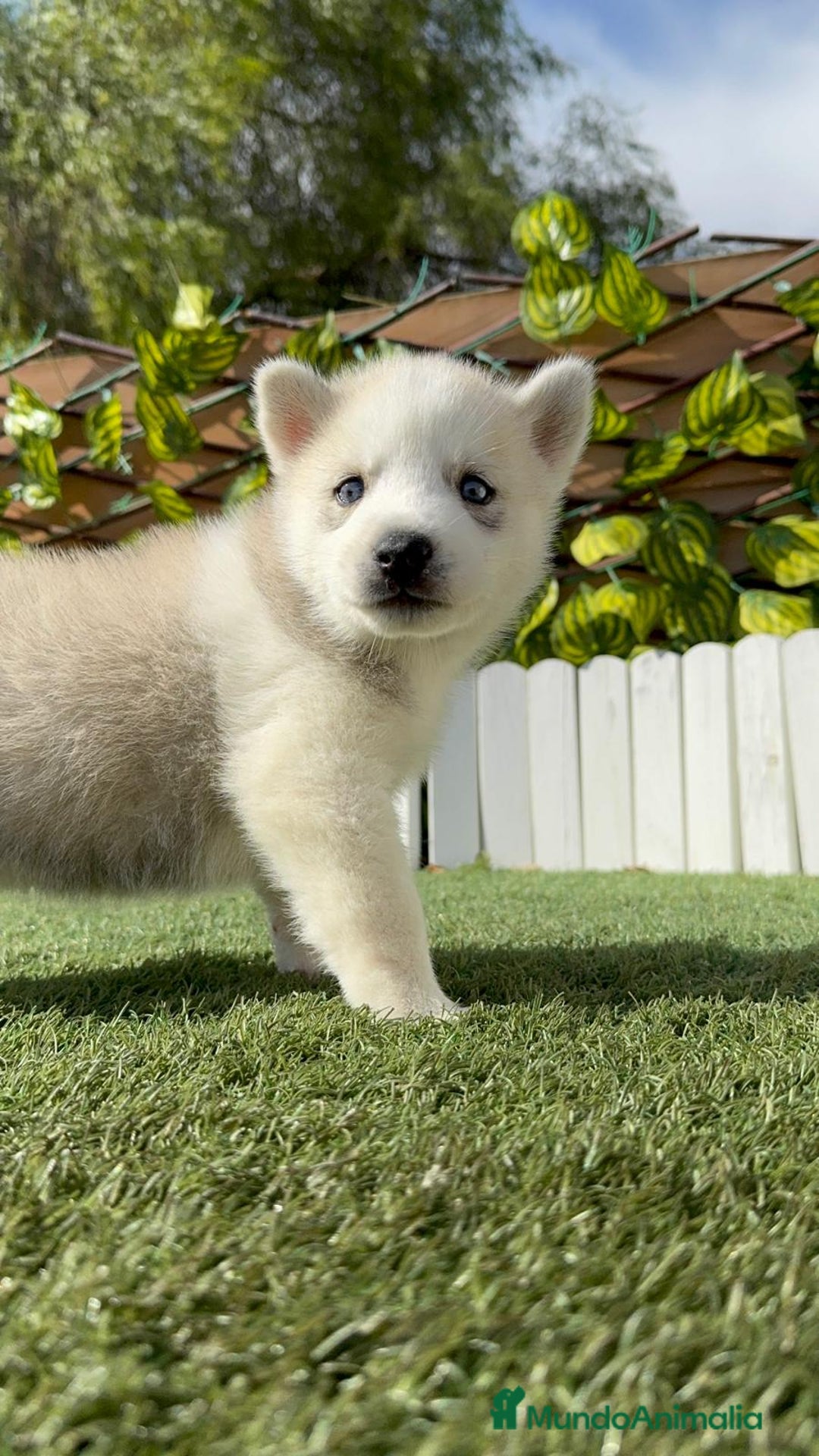 Husky Siberiano perros en venta: HUSKY - Imagen 10