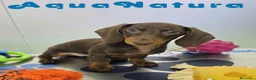 Teckel Miniatura perros en venta: Teckel Hembra DCD 4870 AQUANATURA - Anuncio 3