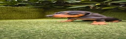 Teckel Miniatura perros en venta: camada teckel  mini de todos los colores  - Anuncio 12