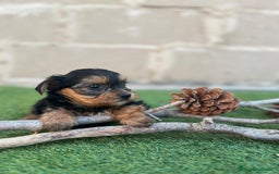 Yorkshire Terrier perros en venta: Ultimo machito - Imagen 2
