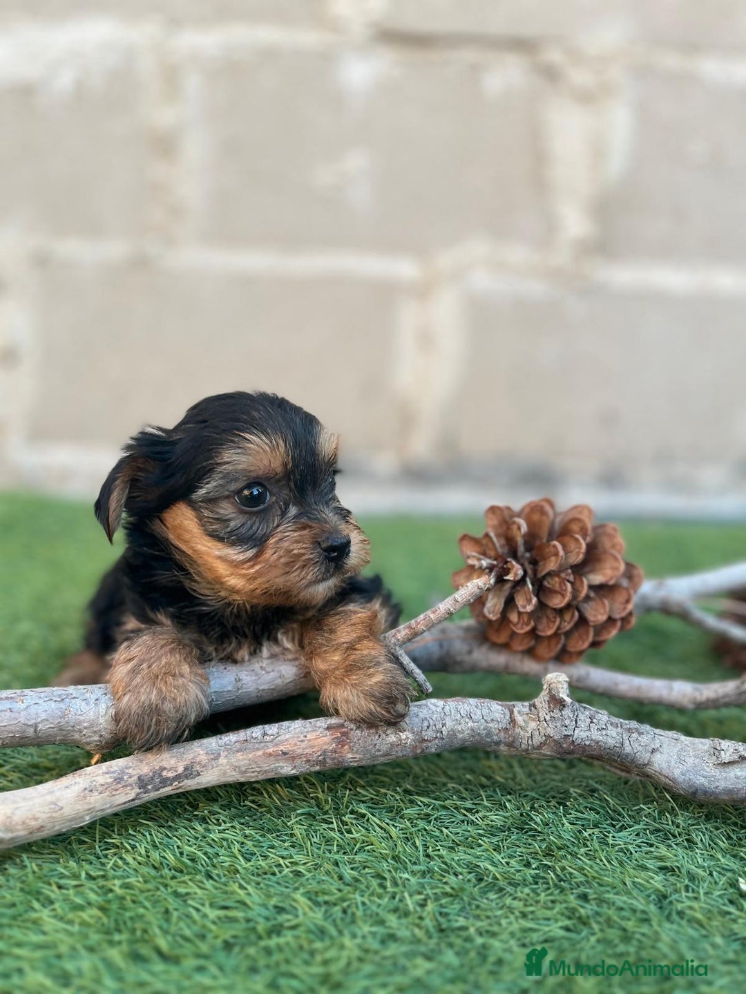 Yorkshire Terrier perros en venta: Ultimo machito - Imagen 2
