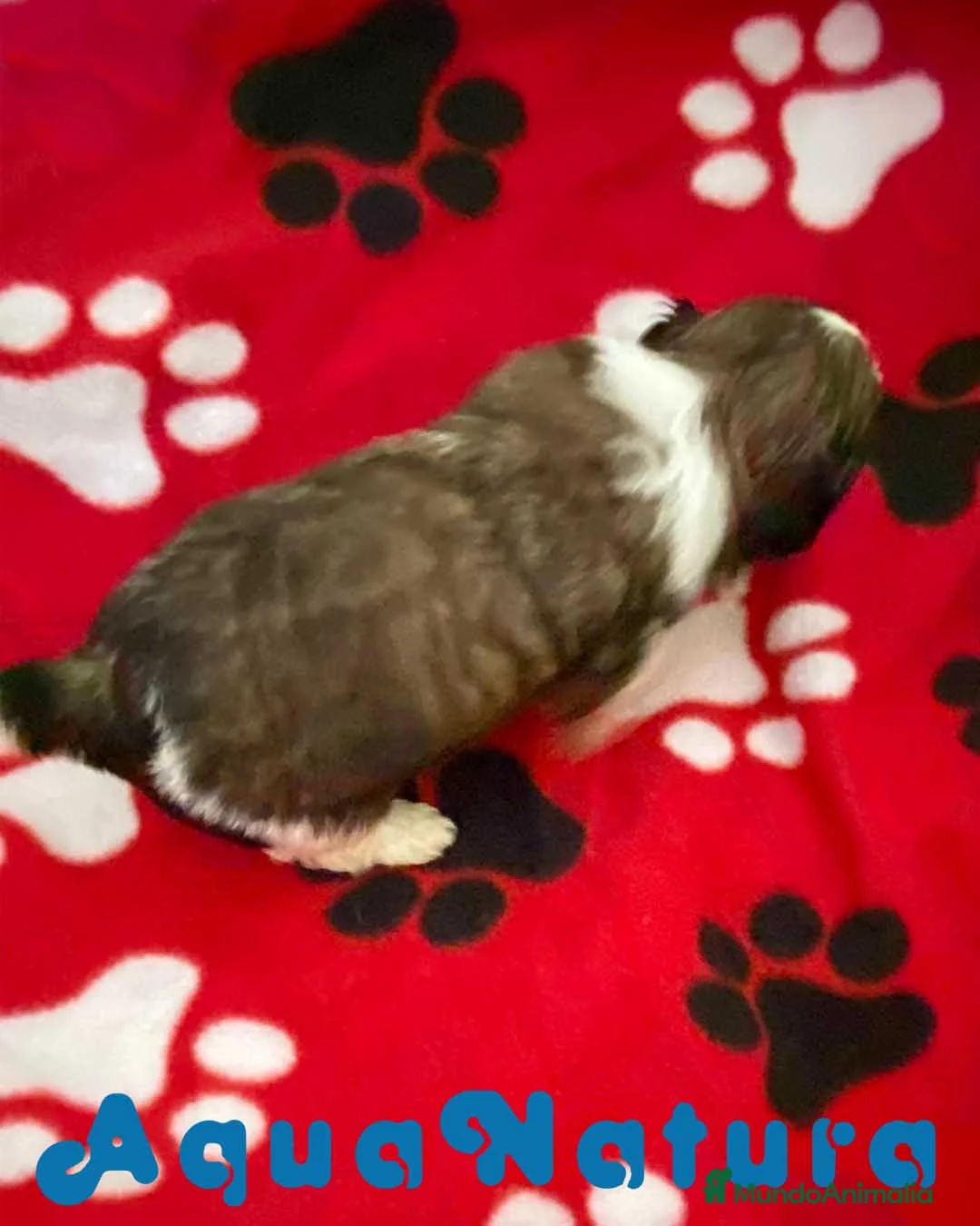 Shih Tzu perros en venta: Shih Tzu Macho 2 de Ada y Newman AQUANATURA - Anuncio 4