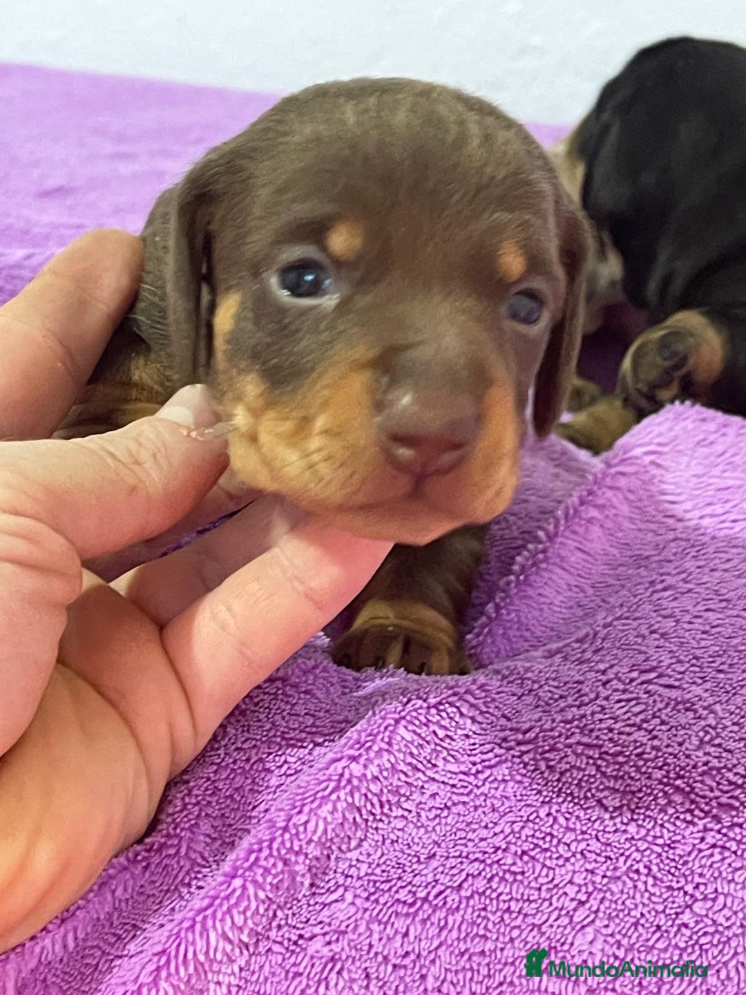 Teckel Miniatura perros en venta: Teckel kanichen chocolate y arlequín chocolate - Anuncio 3