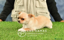 Chihuahua perros en venta: 🐾 Chihuahua autenticos con padres a la vista 🐾  en Rubena - Imagen 6