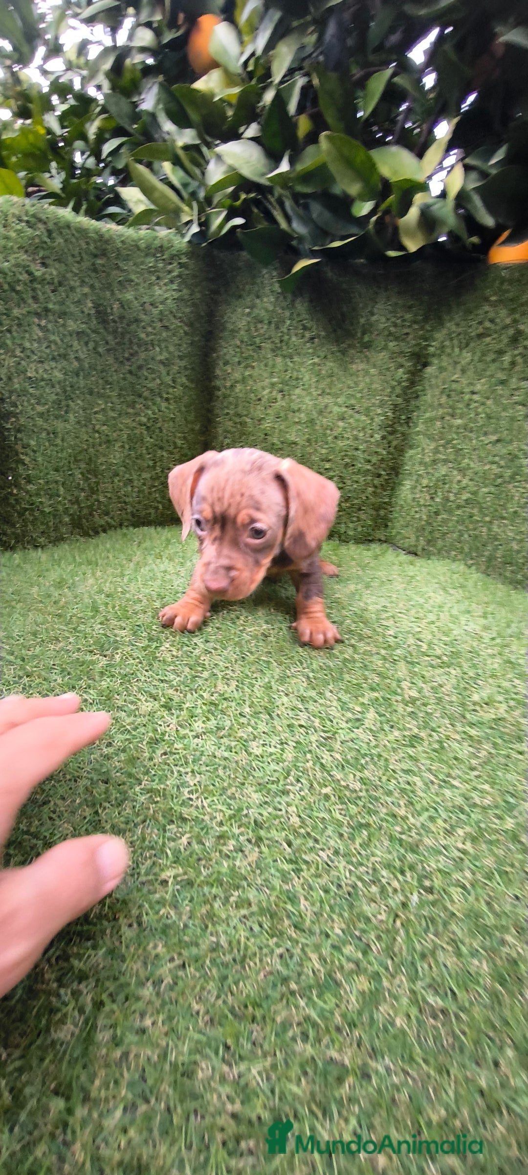 Teckel Miniatura perros en venta: camada teckel arlequín y todos los colores  - Anuncio 10