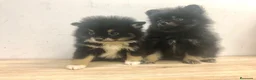 Pomerania perros en venta: Pomerania mini  - Anuncio 2