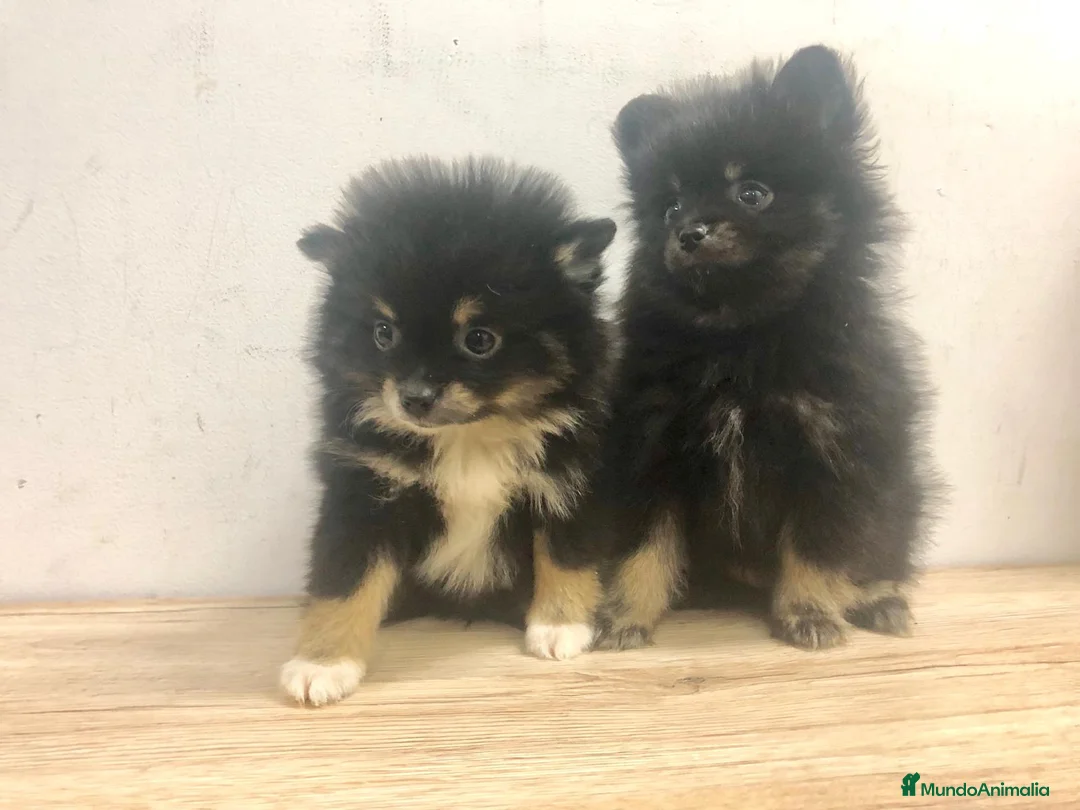 Pomerania perros en venta: Pomerania mini  - Anuncio 2
