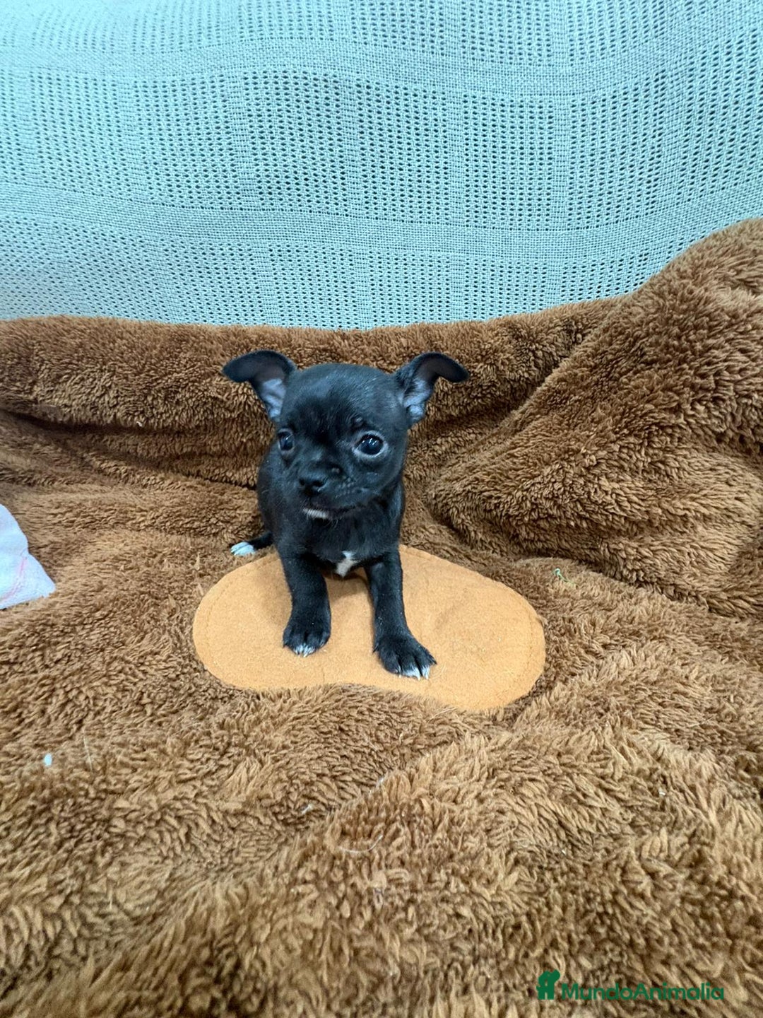 Chihuahua perros en venta: Chihuahua toy negro - Anuncio 2