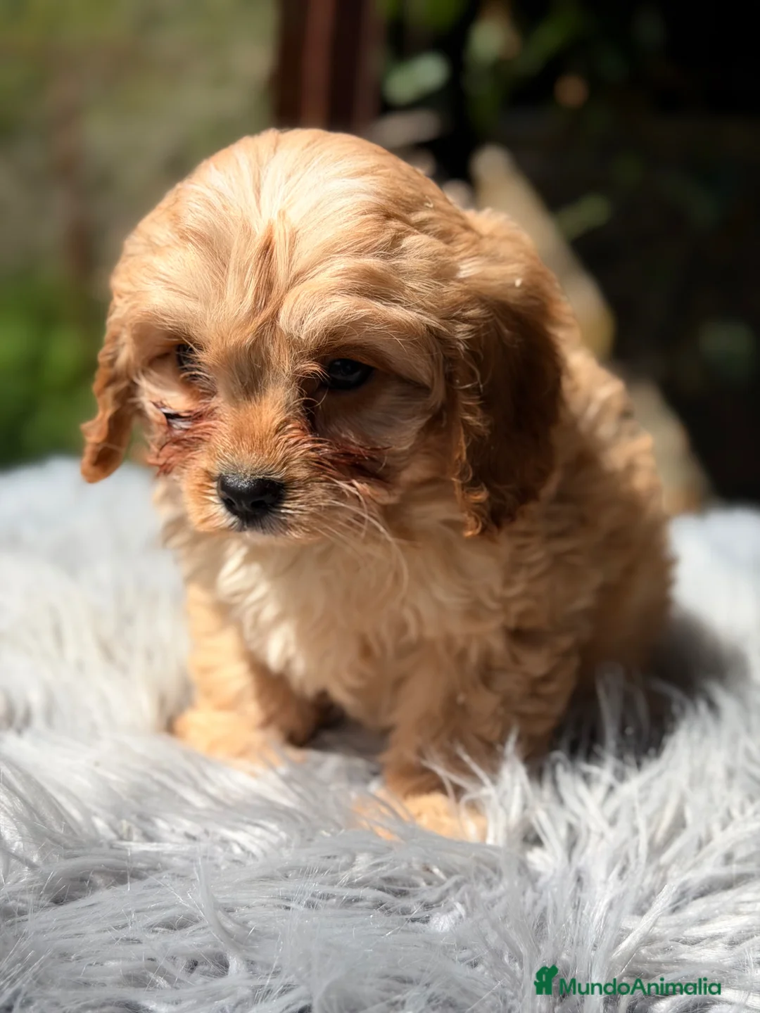 Cavapoo perros en venta: Cavapoo Apricot  - Anuncio 2