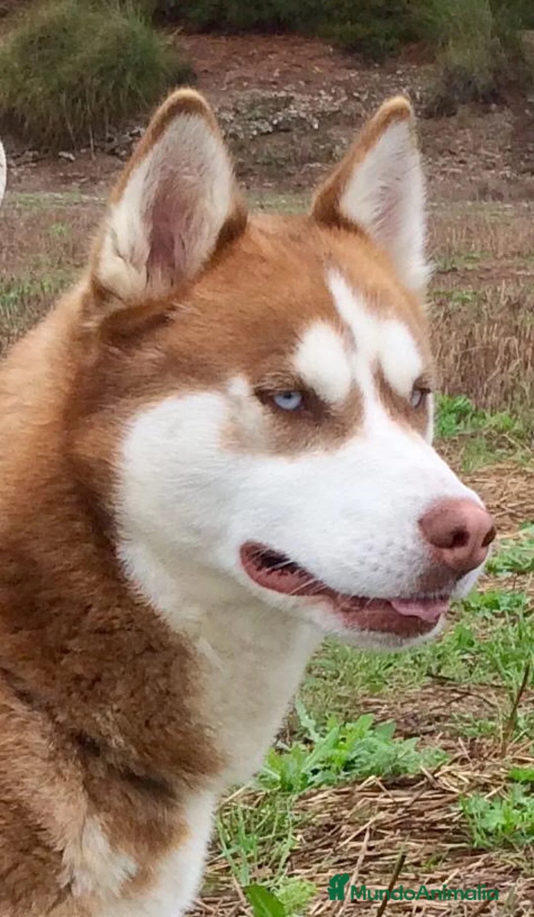 Husky Siberiano perros en venta: Husky Siberiano  - Anuncio 2