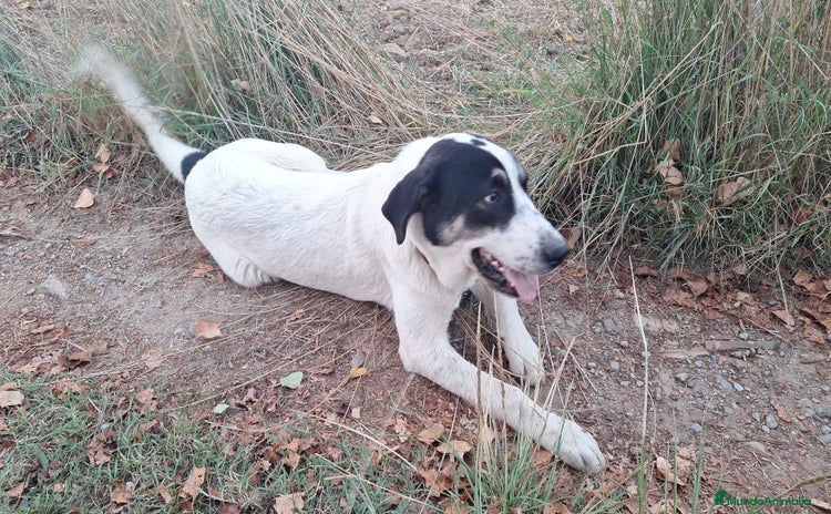 Mastín Español perros - Anuncio 1