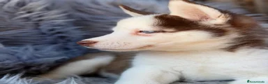 Husky Siberiano 1