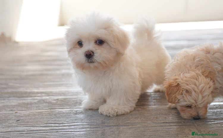 Maltipoo perros - Anuncio 1
