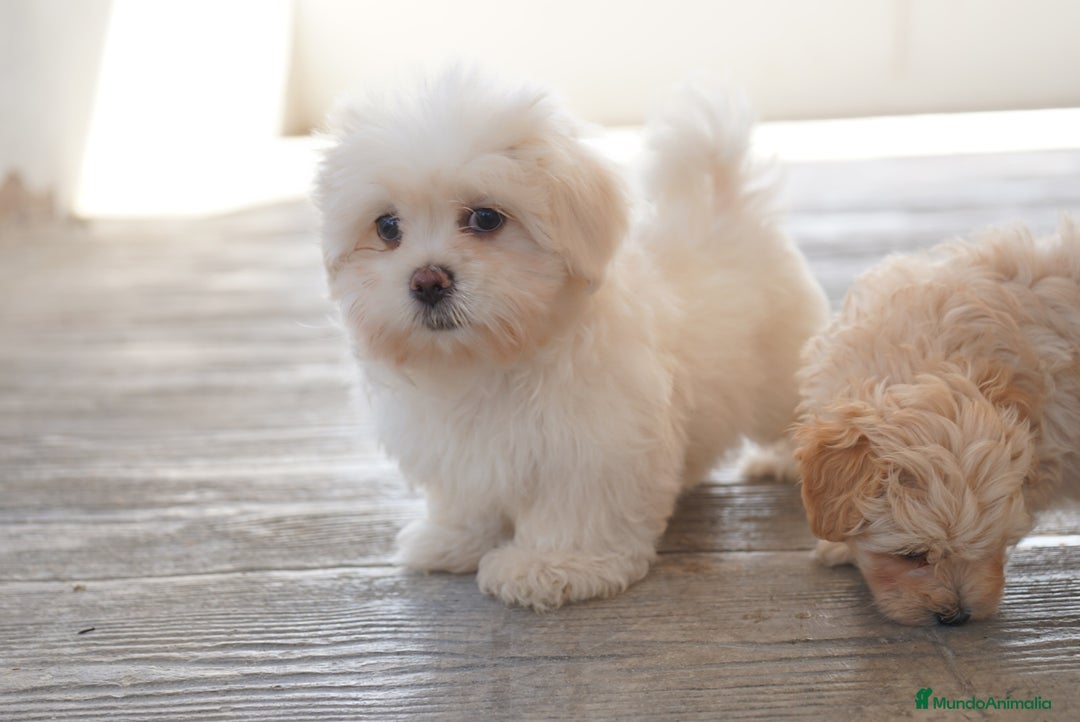 Maltipoo perros en venta: 🐾 Snow – Maltipoo macho blanco marfil 🐾 - Imagen 1