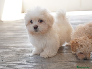 Maltipoo perros - Anuncio 11