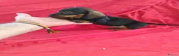 Teckel Miniatura perros en venta: Cachorra teckel negro y fuego miniatura  - Anuncio 5