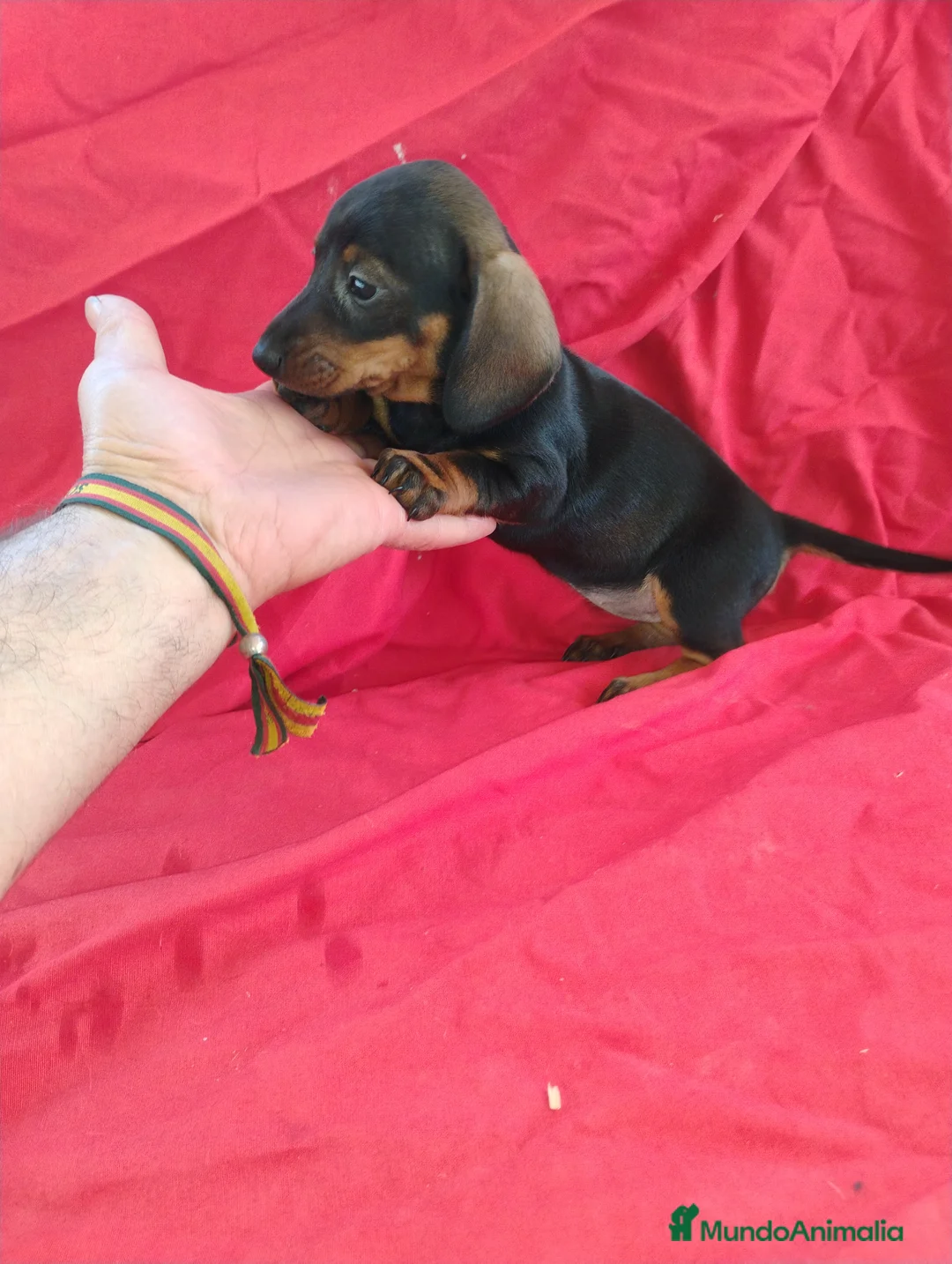 Teckel Miniatura perros en venta: Cachorra teckel negro y fuego miniatura  - Anuncio 5